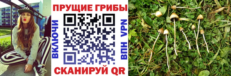 цена наркотик  Краснодар  Галлюциногенные грибы ЛСД 